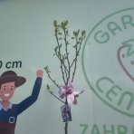 Magnólia soulangeova (Magnolia Soulangena) ´GALAXY´ - výška 220-230 cm, kont. C10L (-20°C) - NA KMIENKU